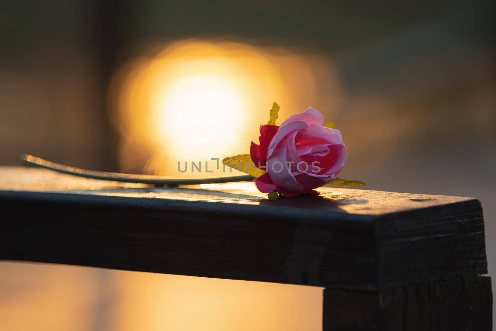 rose lies on the table at sunrise by drakuliren