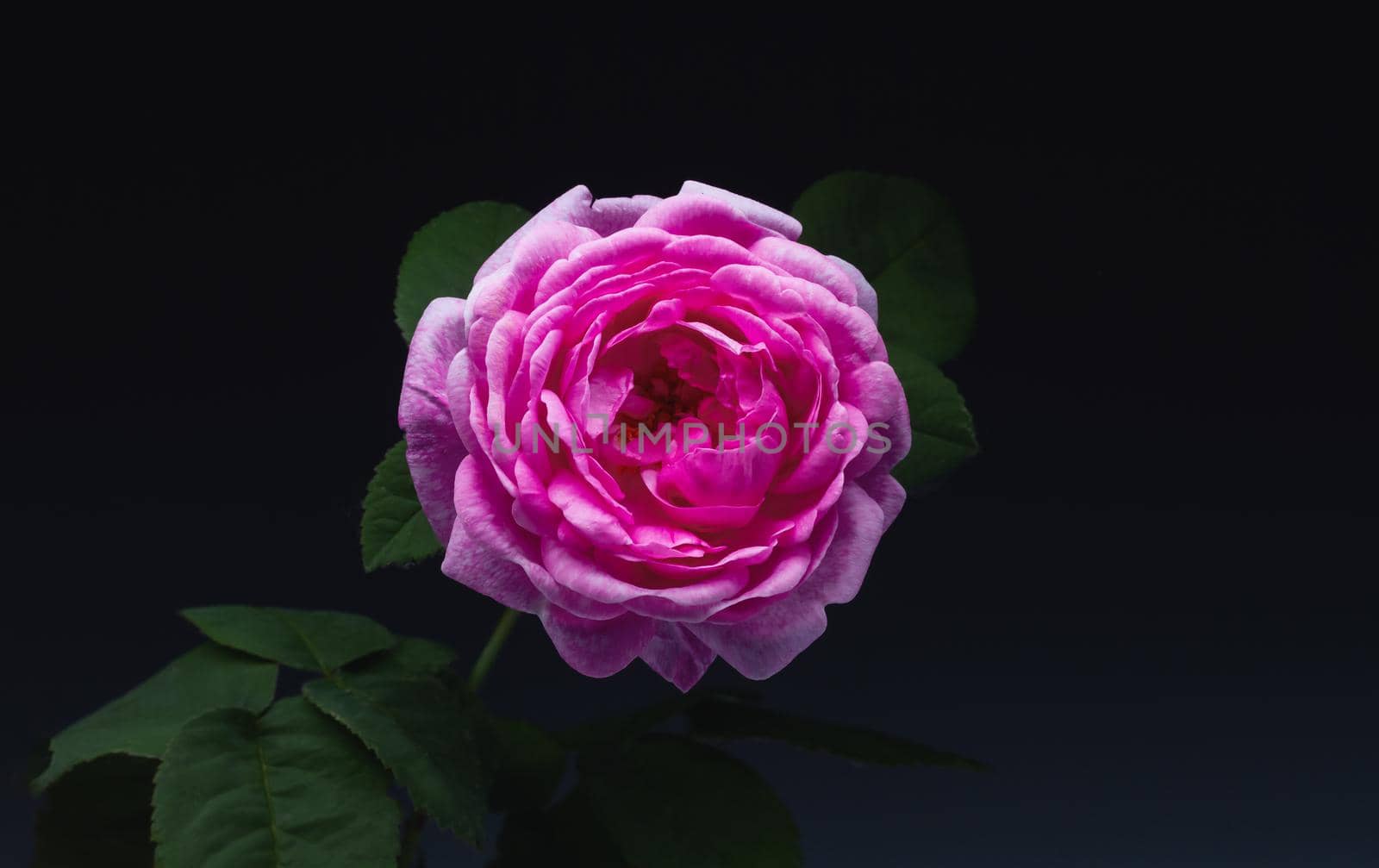 pink rose on black background by drakuliren