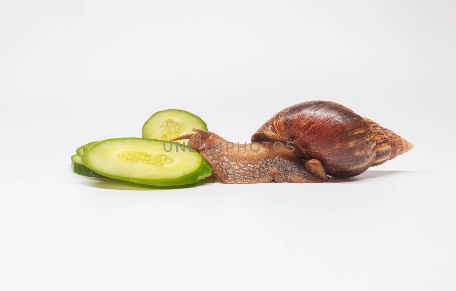 snail and cucumber on white background,cosmetics