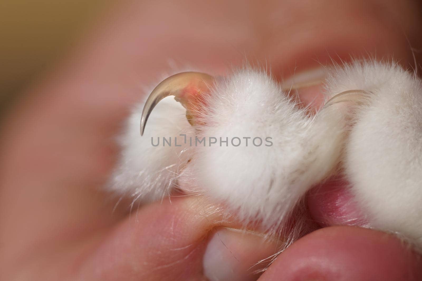 Closeup photo of hand holding cat paw with long and sharp cat claw by DariaKulkova