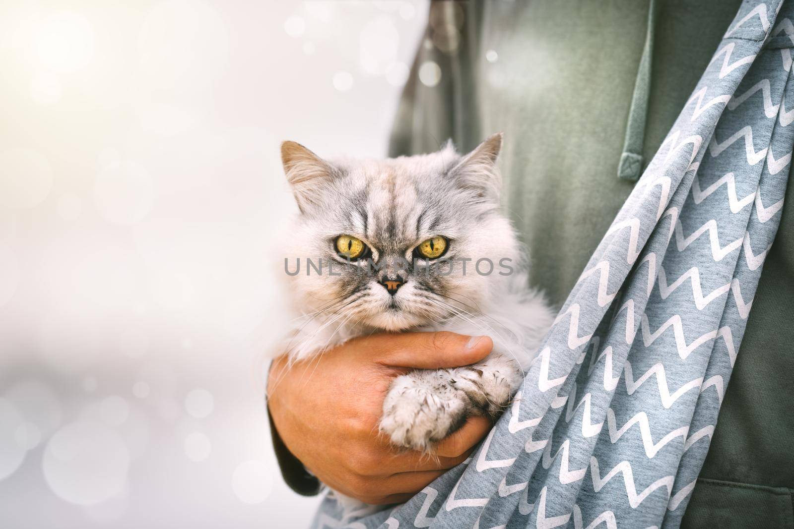 Beautiful grey cat sitting in shoulder cat bag carrier in owner arms outdoors by DariaKulkova