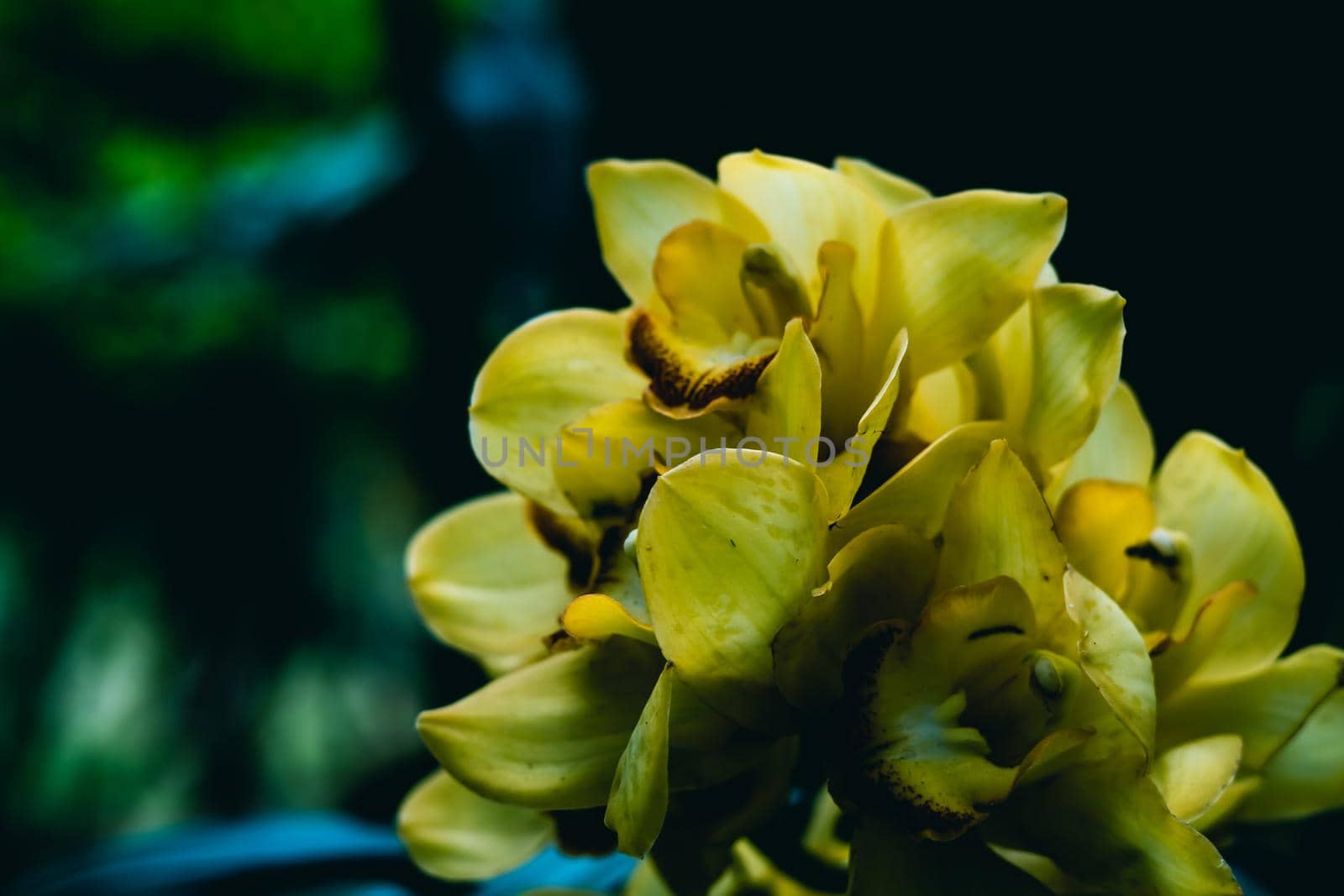 Real beauty nature. Orchid tropical flower plant vintage contrast yellow blossom exotic unic mystery petal stamen pistil bloom on dark background Botanic floral design horticulture hobby space summer