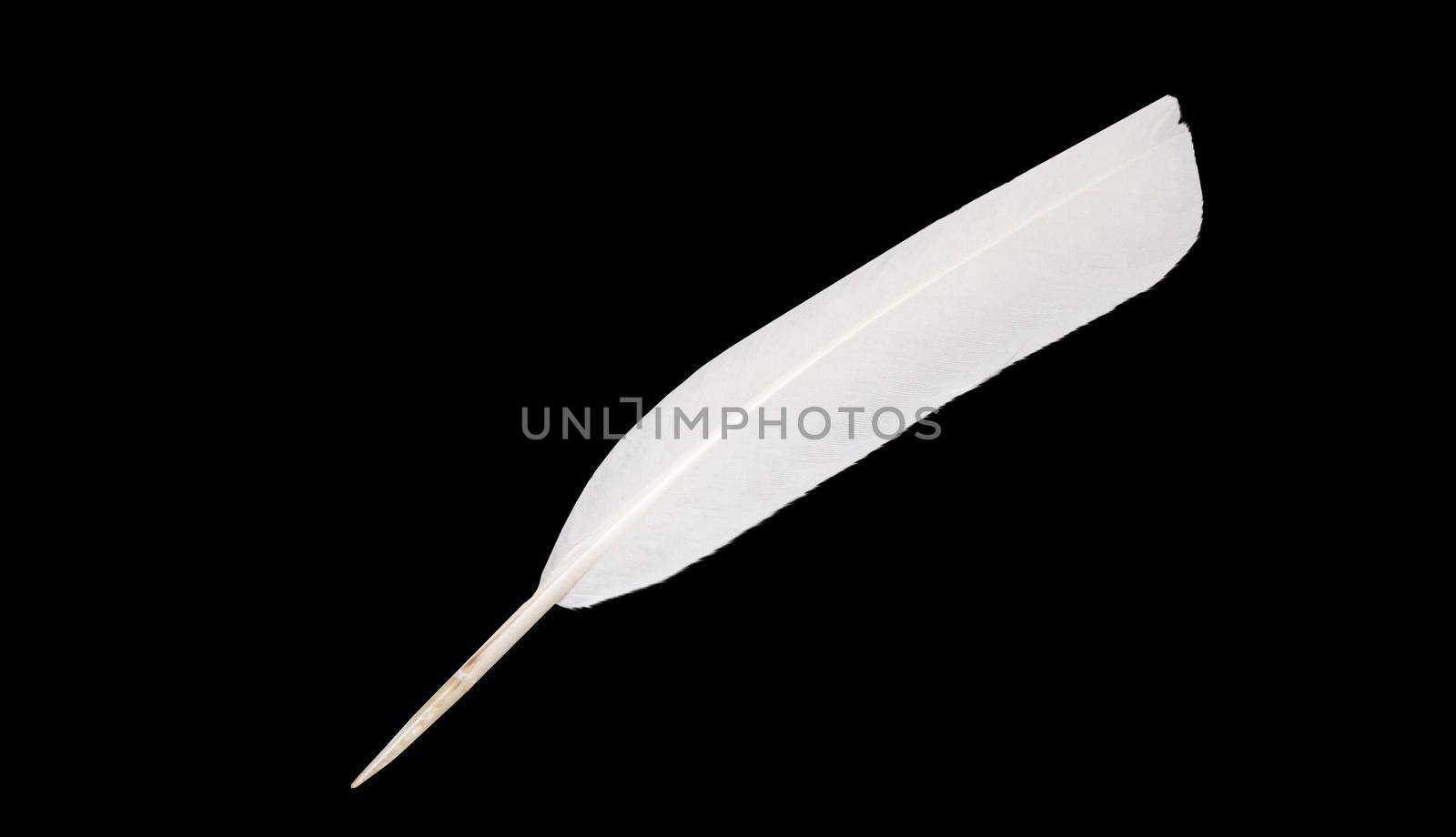 white feather isolated on black background, ease, write a letter