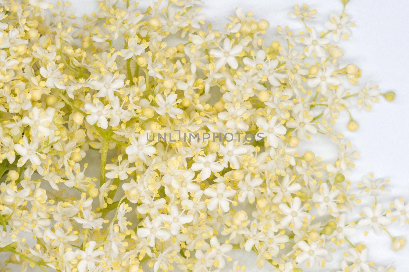 white elderberry blossom close-up on a white background, cosmetics