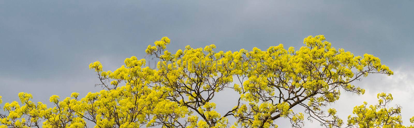 tree blossoms in yellow against a gray sky by drakuliren