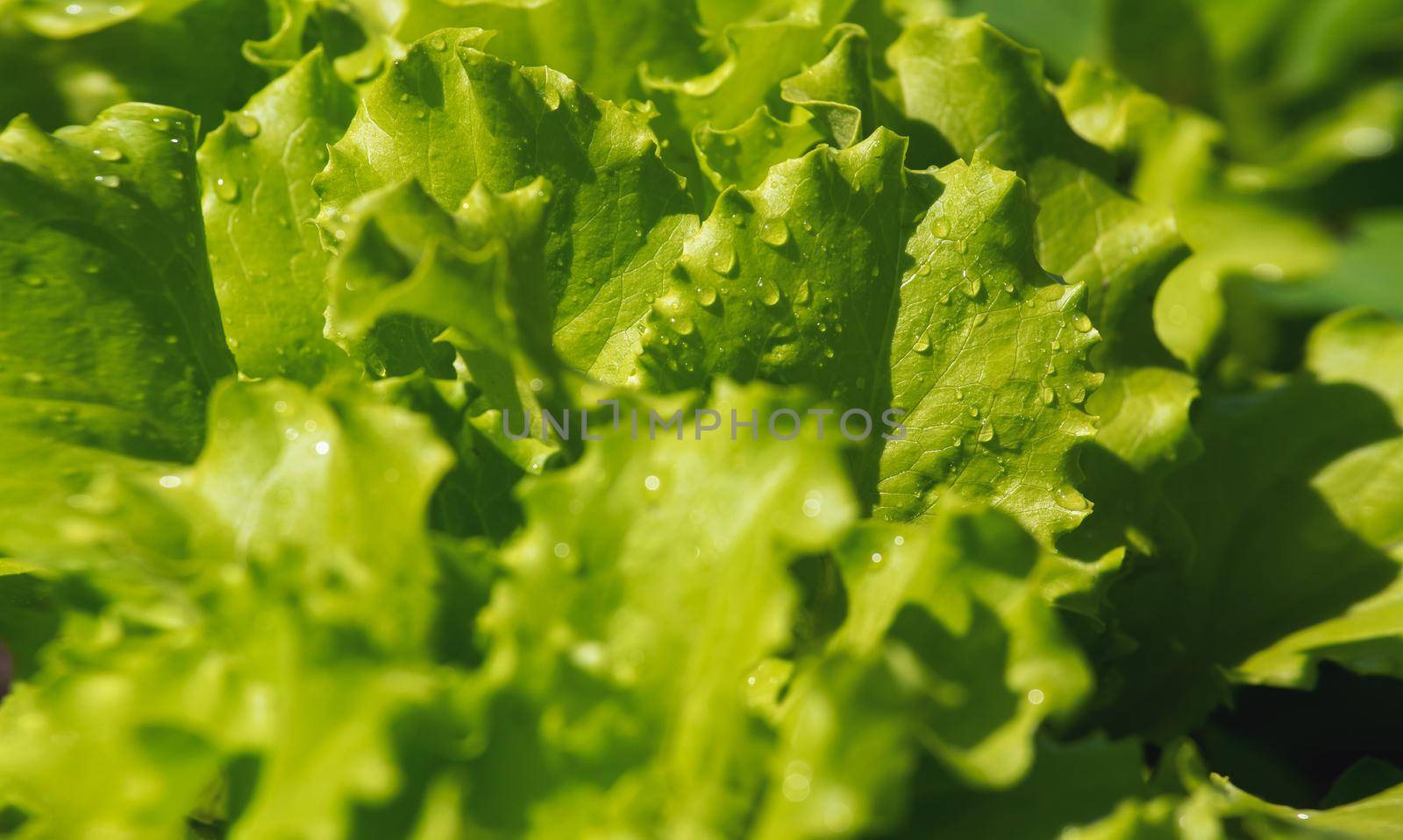 spring green fresh lettuce with dew drops, edible ingredients