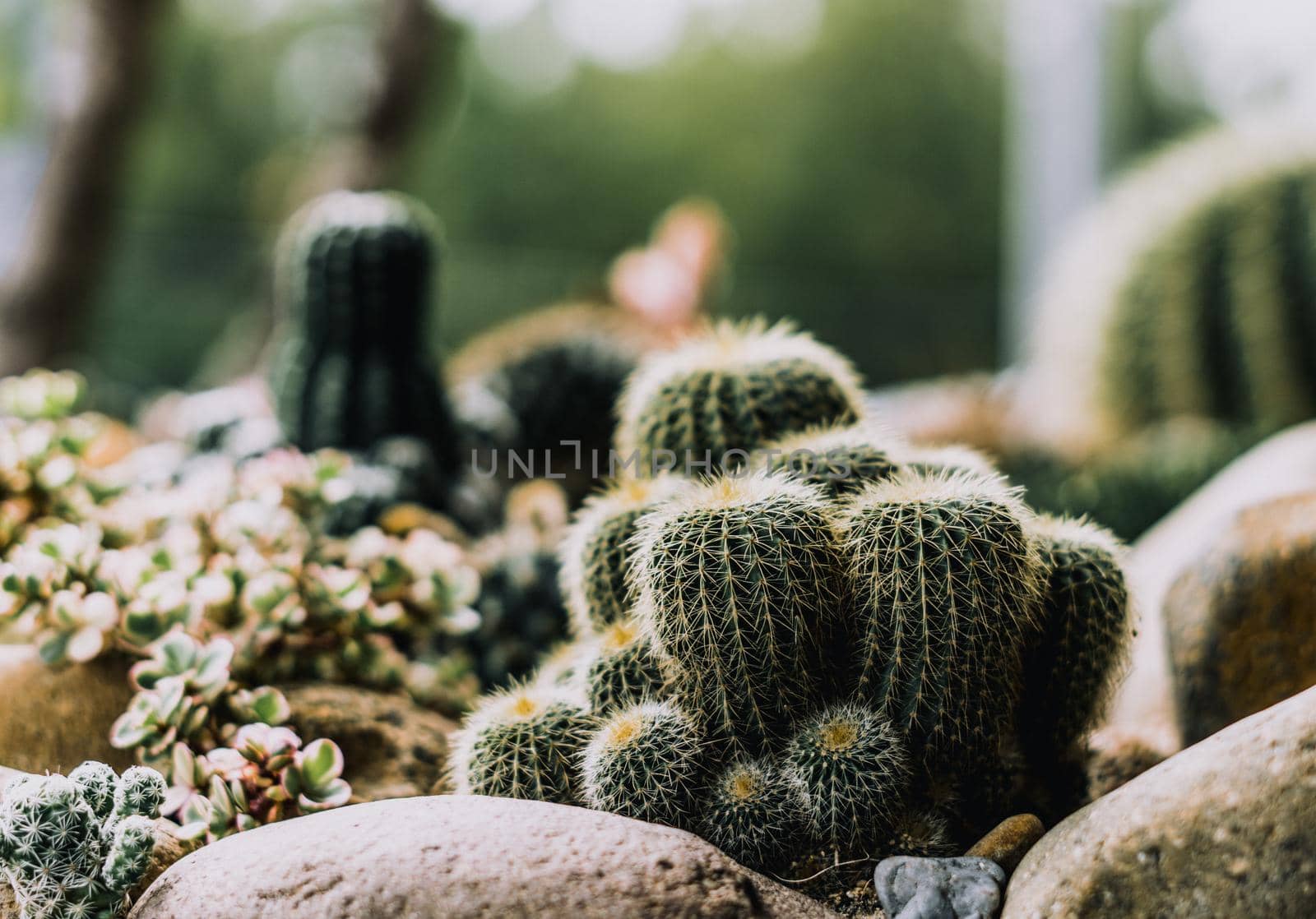 Green tone Real nature background. Beauty cactus echinocactus grusonii echinocactus platyacanthus Cereus jamacaru tropical cacti grow stones grass. Summer outdoor floral modern Interior design.