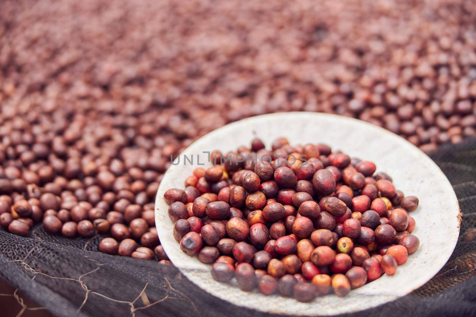 african workers are picking out fresh coffee beans at washing station