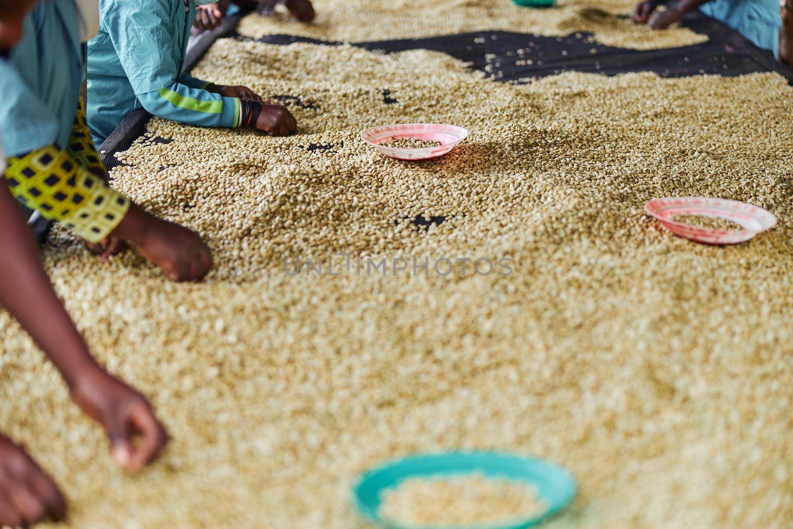 african workers are picking out fresh coffee beans at washing station