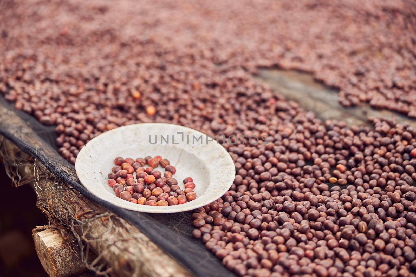 african workers are picking out fresh coffee beans at washing station