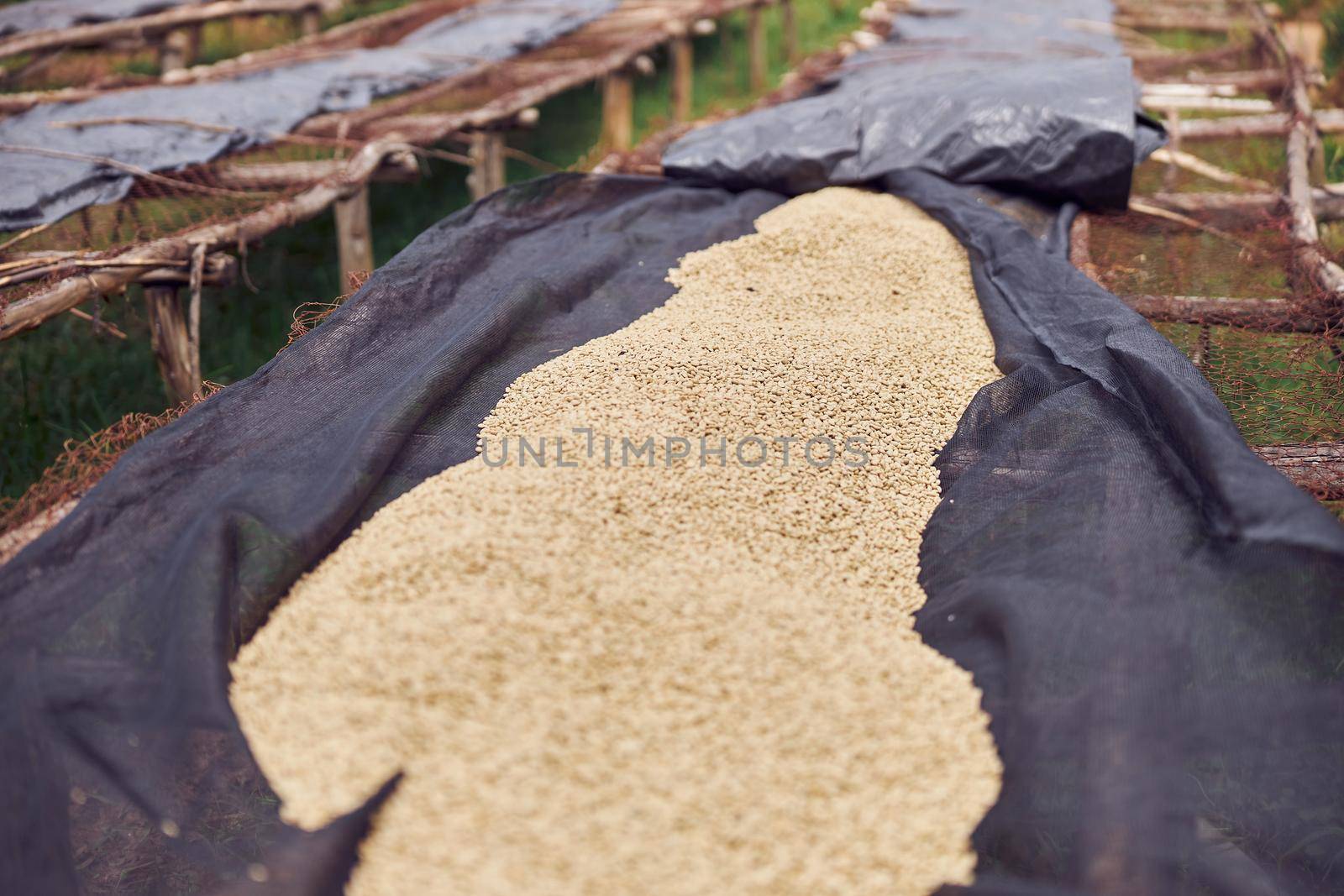 coffee natural drying process at washing station at the mountain region of eastern africa