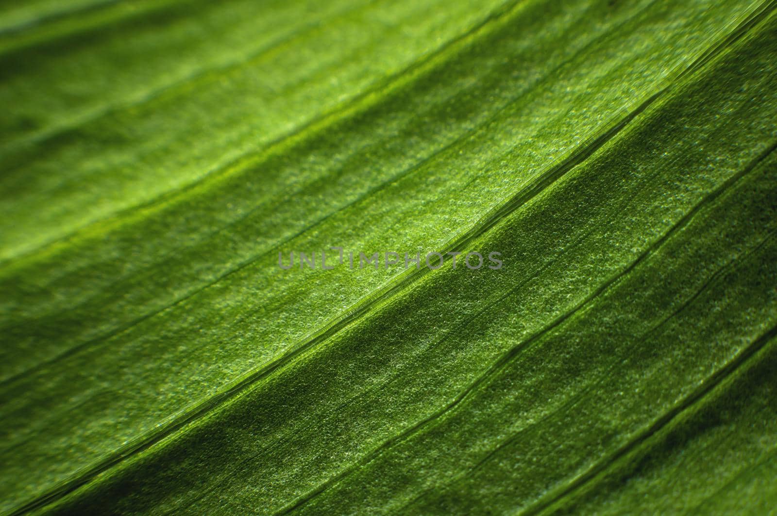 A close-up of a green leaf of a plant in macro photography showing the cells and structure of the green plant. Selective focus batanic background.