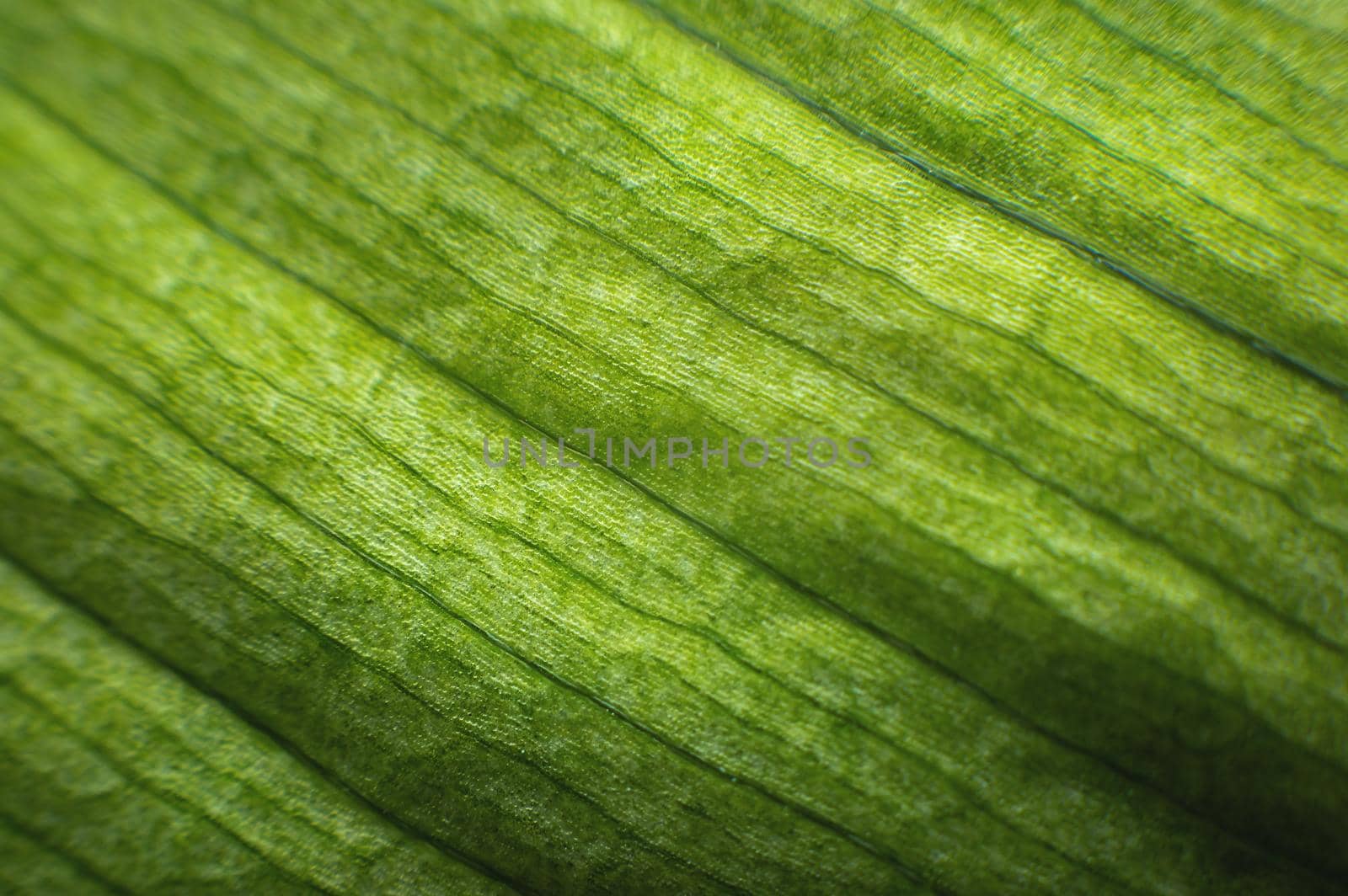 Close-up of green leaf structure line in macro shot. Natural greenery background in shallow depth of field.