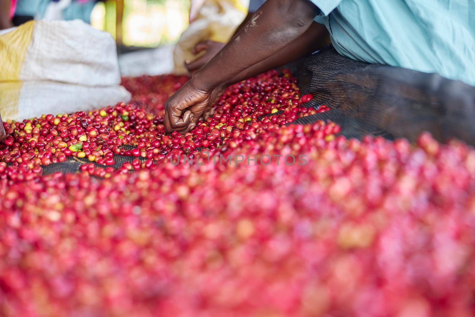 african workers are picking out fresh coffee beans at washing station