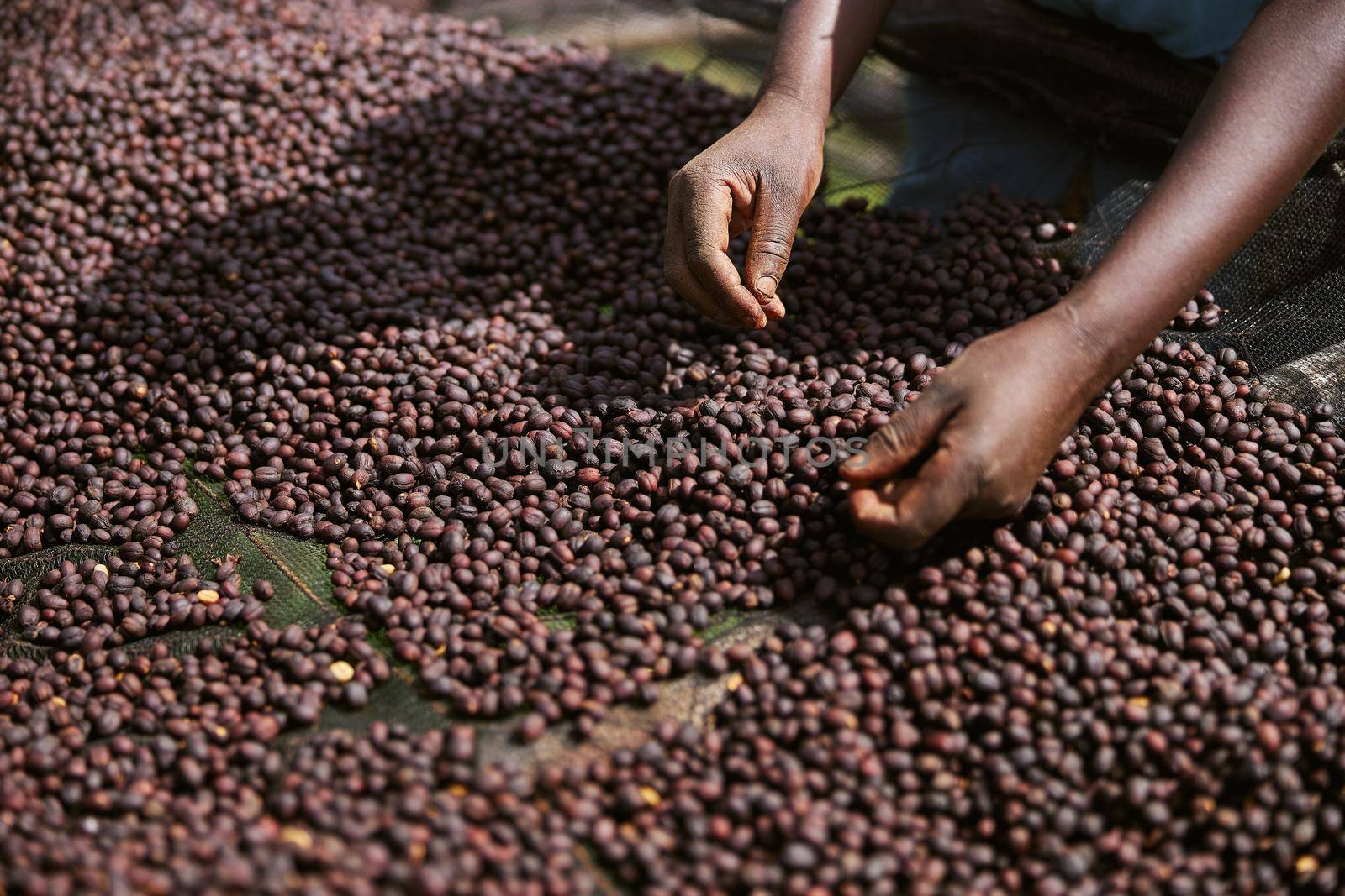 african workers are picking out fresh coffee beans at washing station