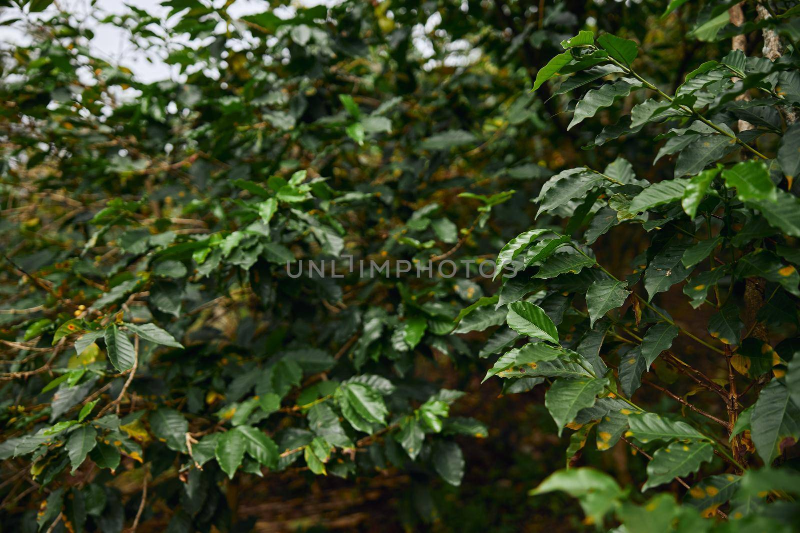 green leaves of coffee tree background image