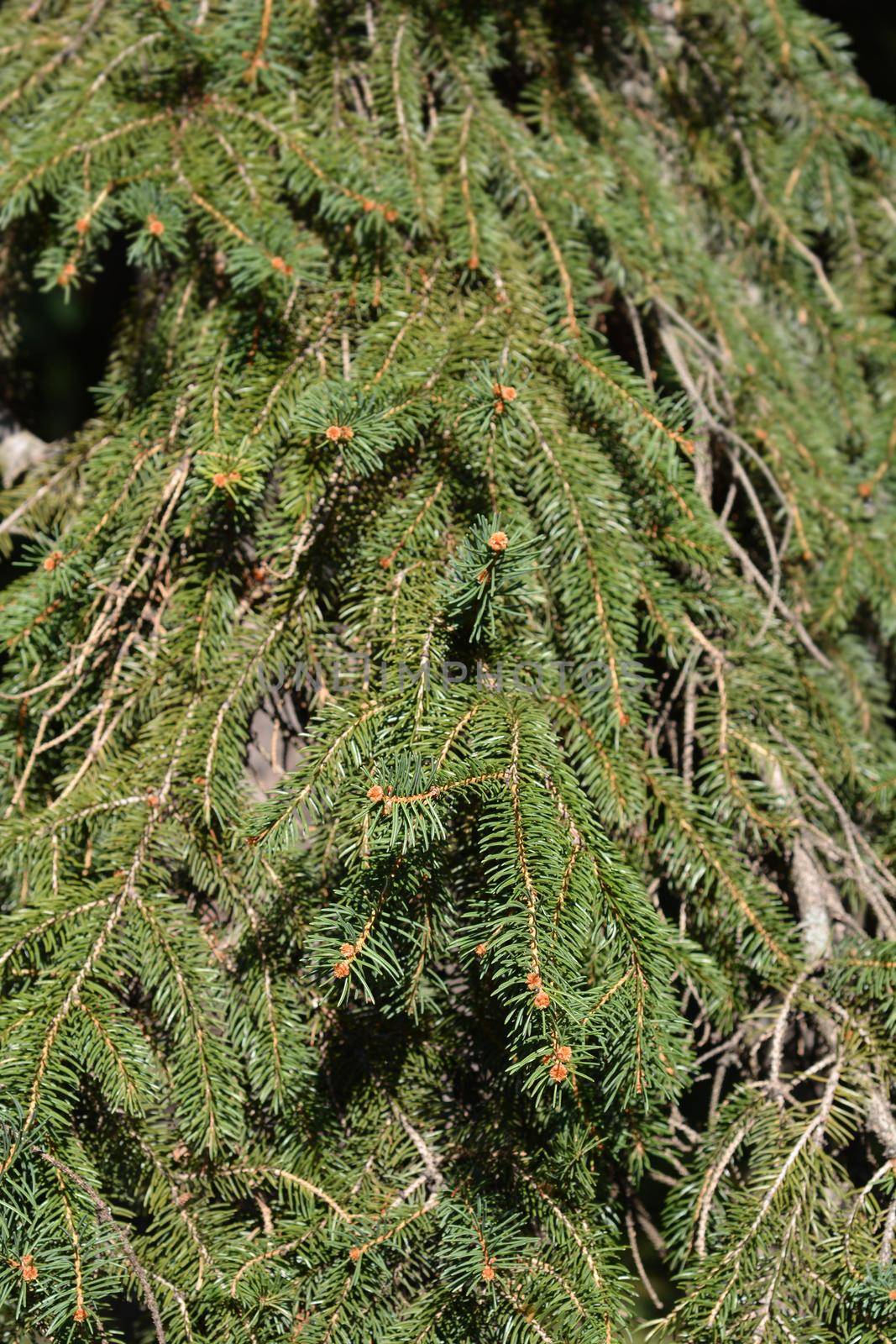 Norway spruce - Latin name - Picea abies
