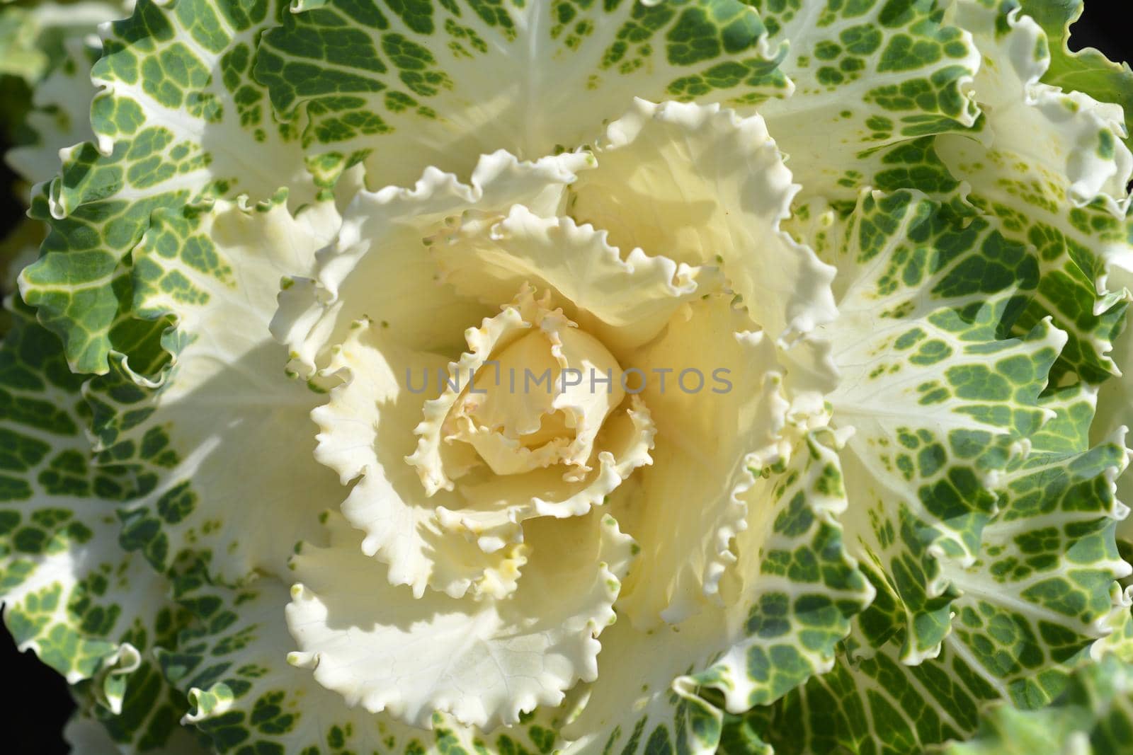 Ornamental cabbage leaves - Latin name - Brassica oleracea