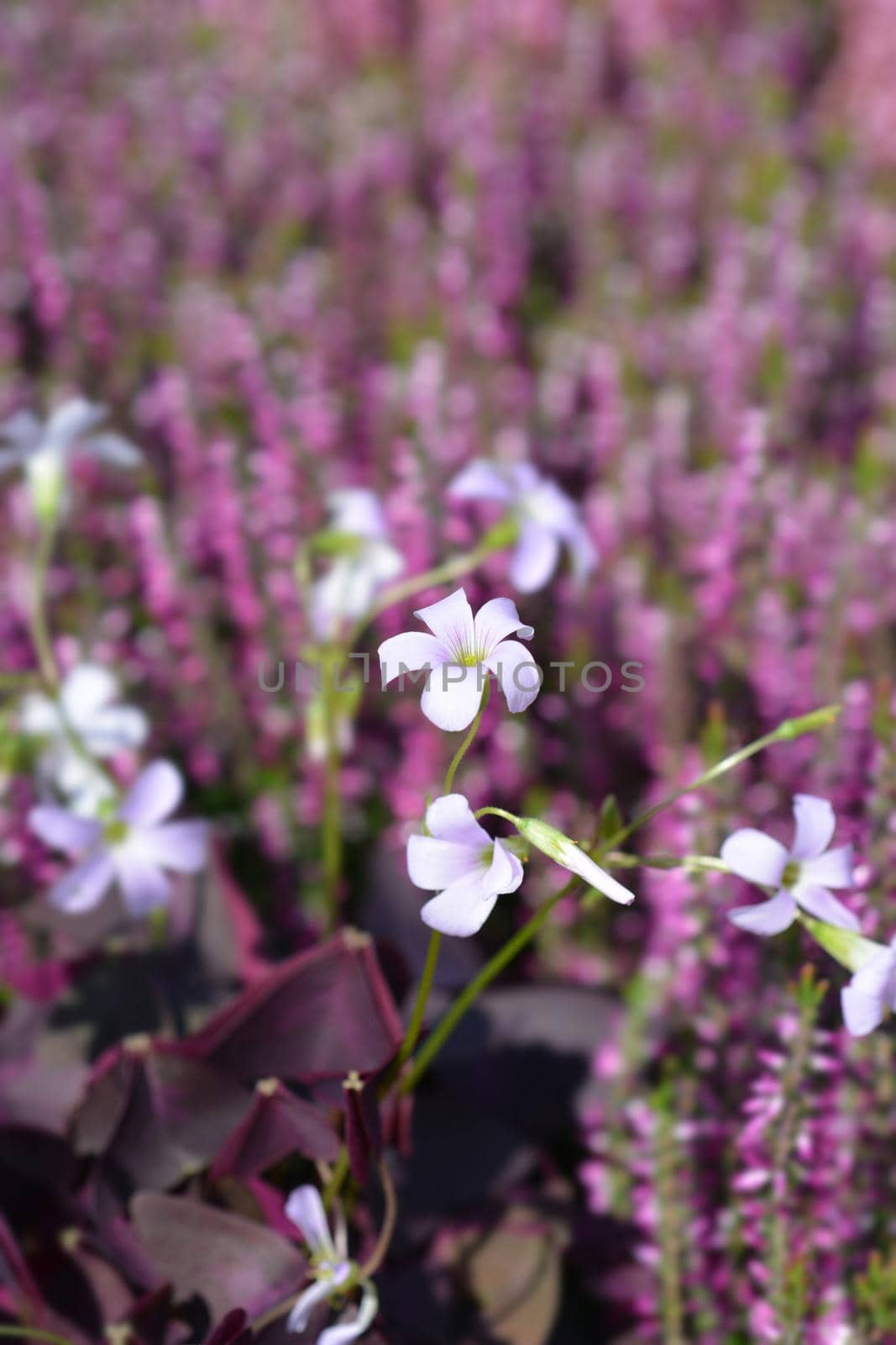 Purple shamrock flowers - Latin name - Oxalis triangularis