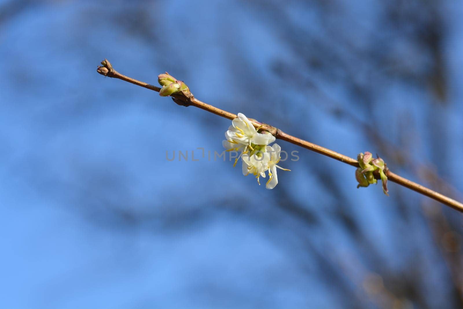 Winter flowering honeysuckle flowers - Latin name - Lonicera fragrantissima