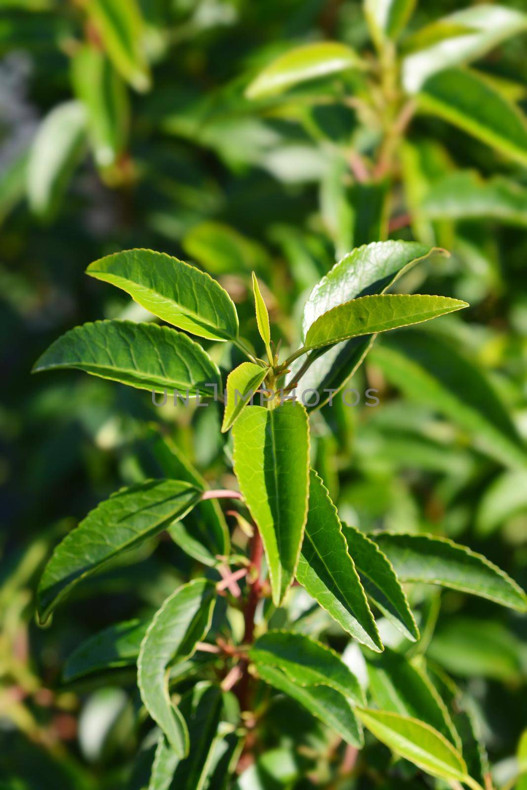 Portuguese Laurel Cherry leaves - Latin name - Prunus lusitanica Angustifolia