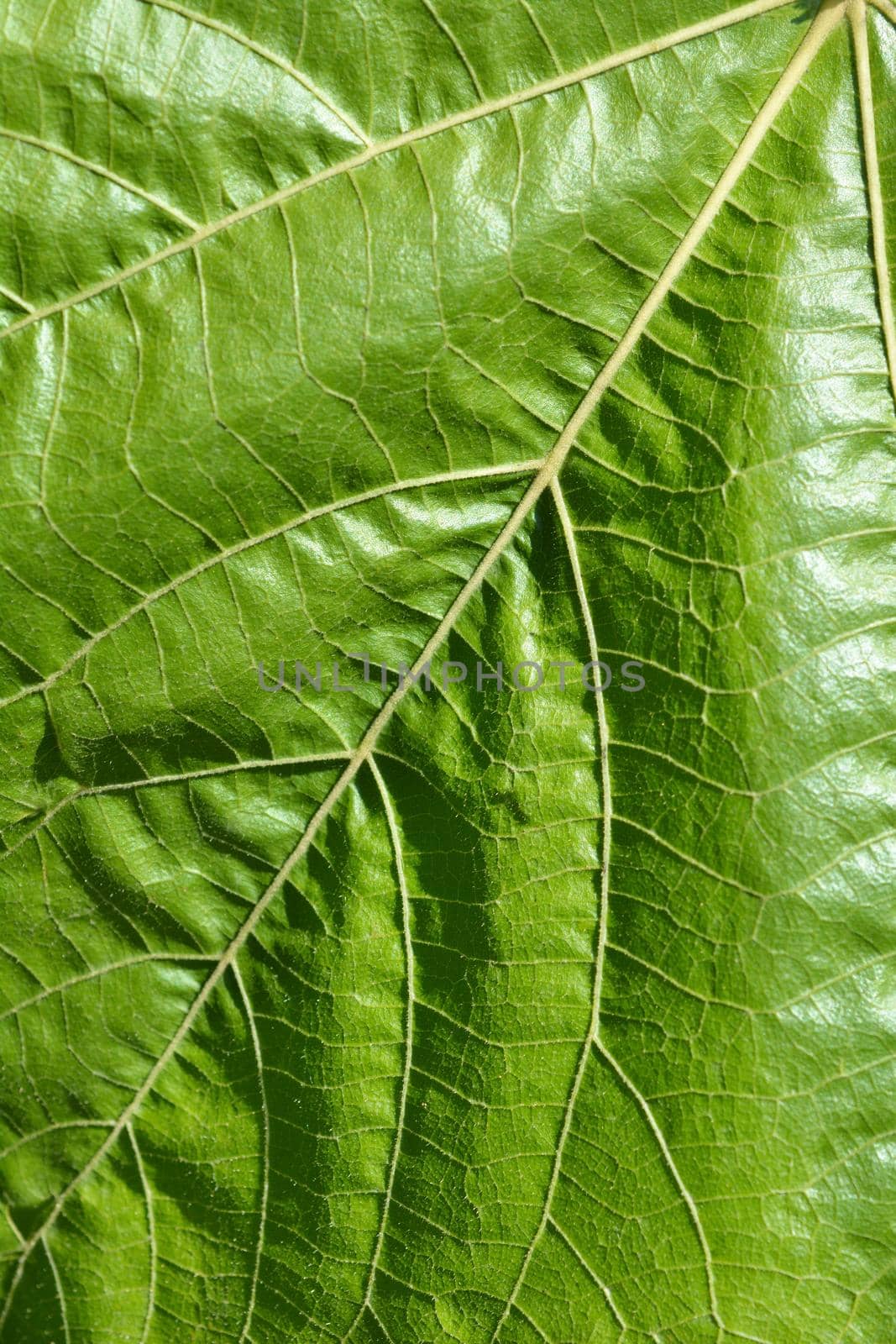 Whau leaf detail - Latin name - Entelea arborescens