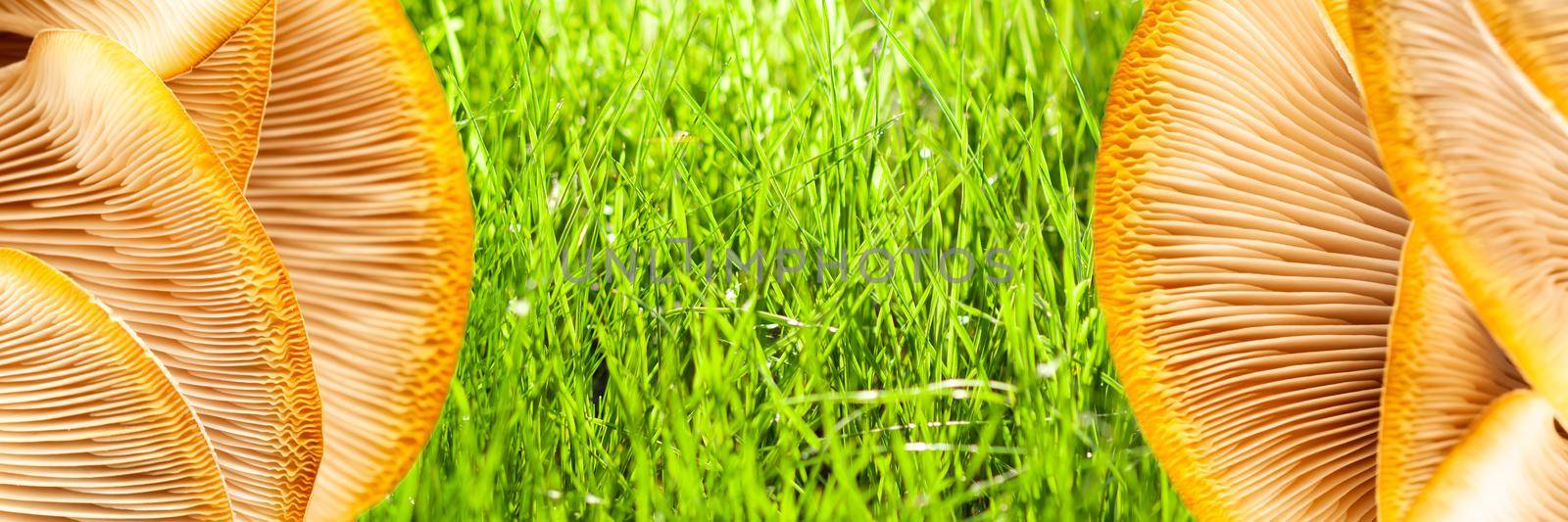 oyster mushrooms on the background of juicy green grass, banner, concept.