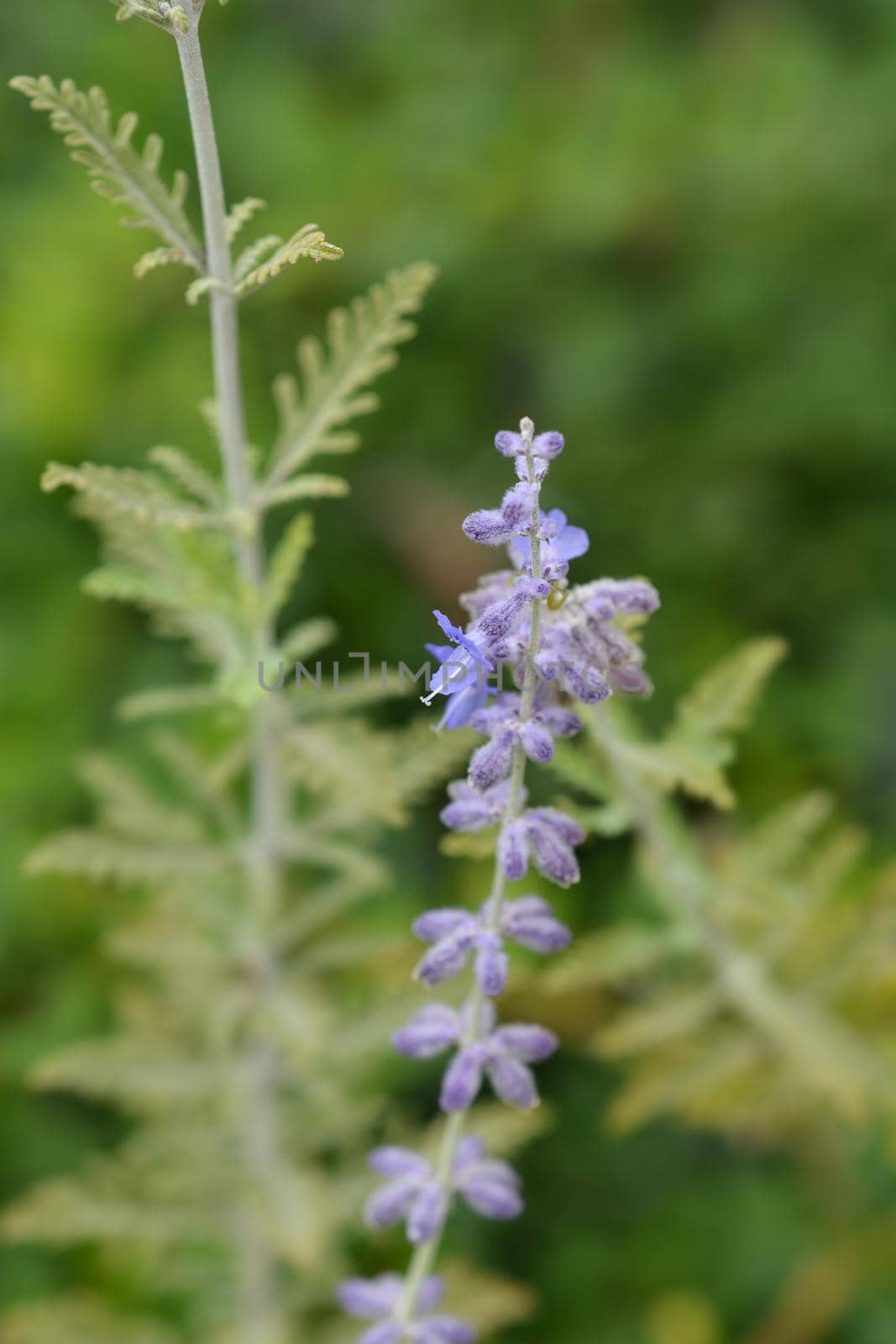 Blue Spire Russian sage by nahhan