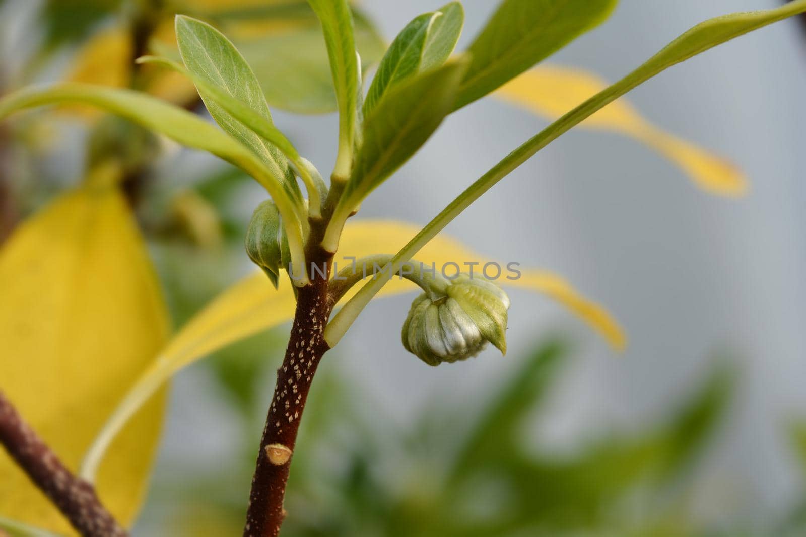 Paperbush Grandiflora flower buds - Latin name - Edgeworthia chrysantha Grandiflora