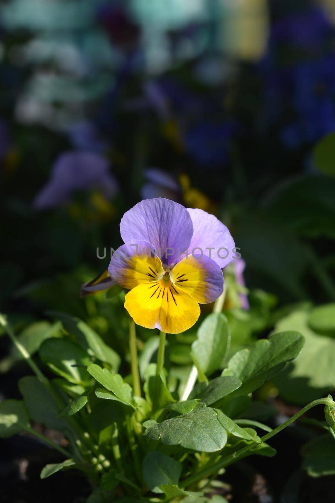 Horned violet flower - Latin name - Viola cornuta