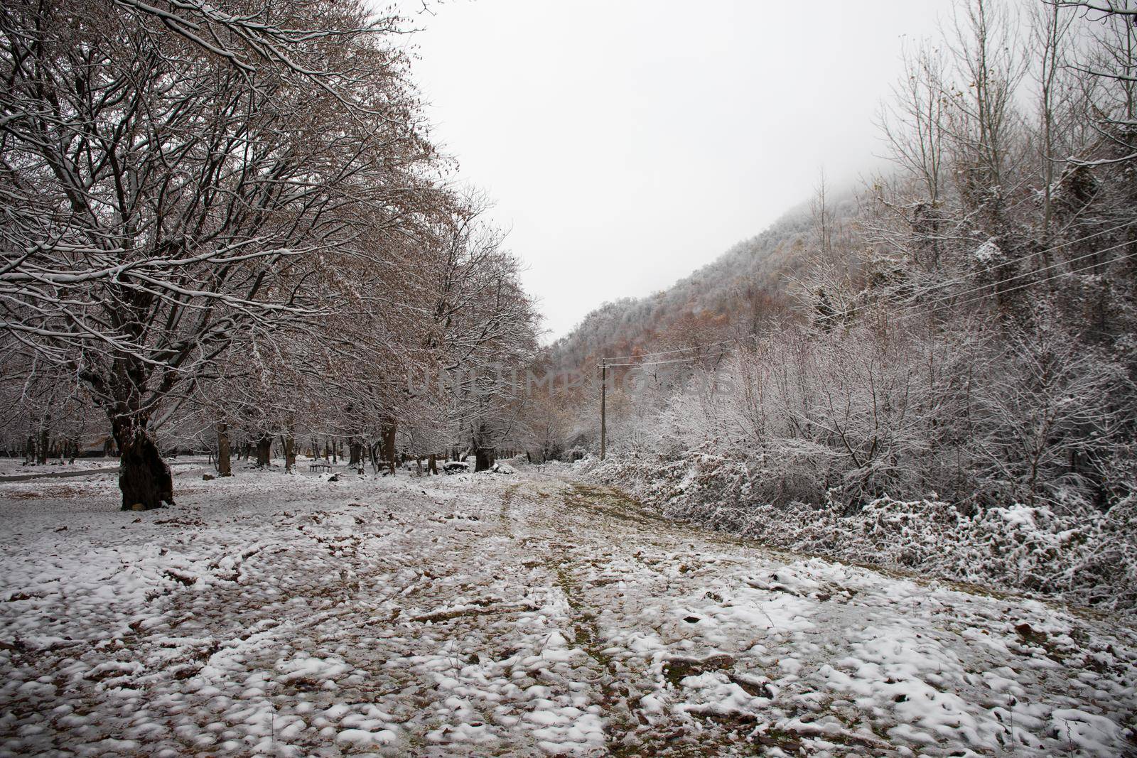 Winter trees in mountains covered with fresh snow. Beautiful landscape with branches of trees covered in snow. Mountain road in Caucasus. Azerbaijan by Zeferli