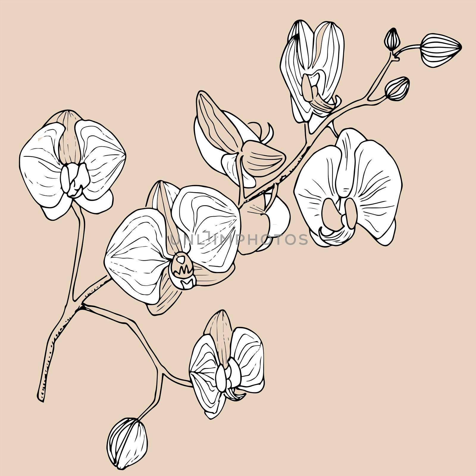 Orchids illustration on a beige background