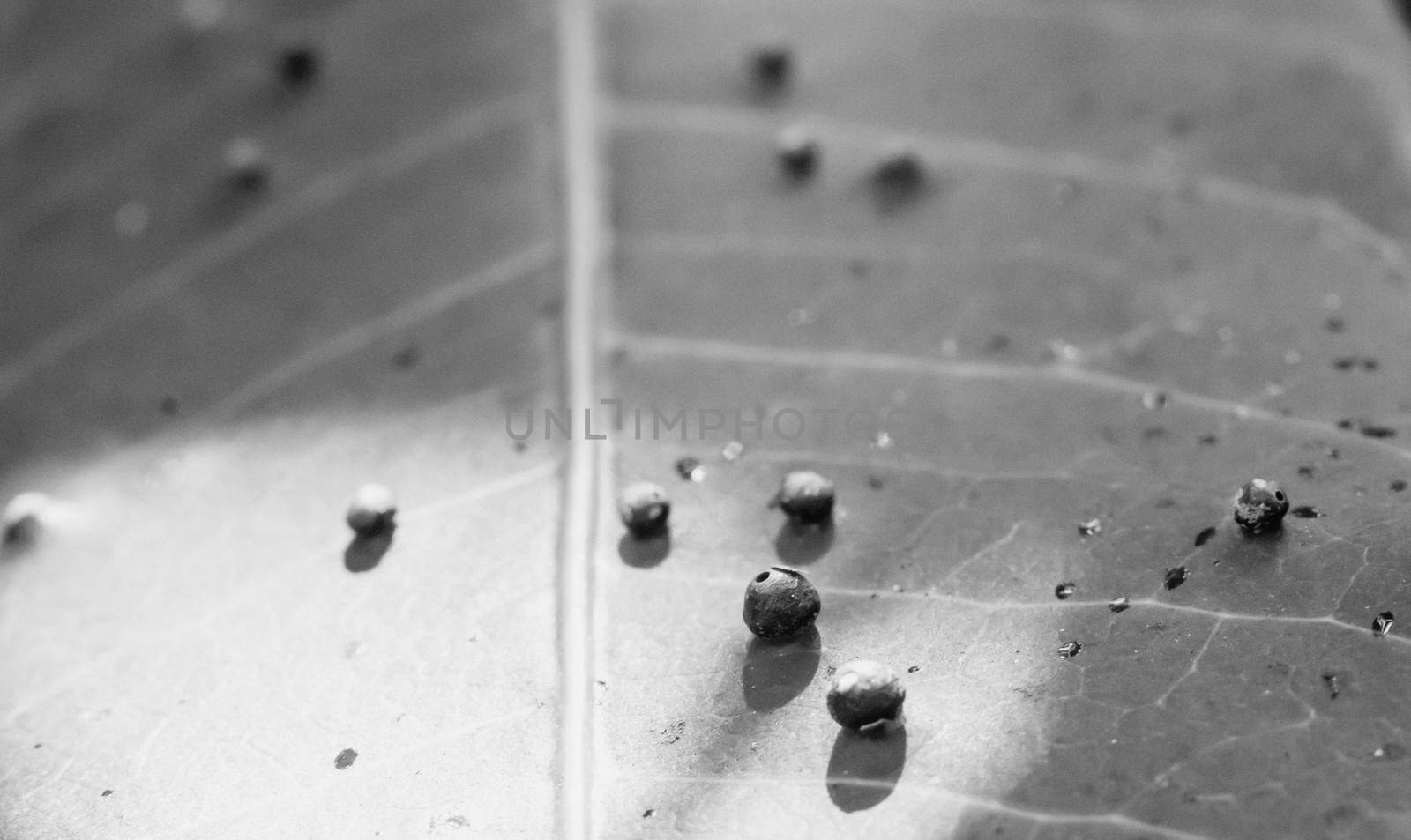 Abstract BANNER larvae of insect eggs ball shape accuracy lie beauty along edge of Green plant leaf surface. Amazing macro wildlife nature world High detail photo texture veins. Matte vintage grey.