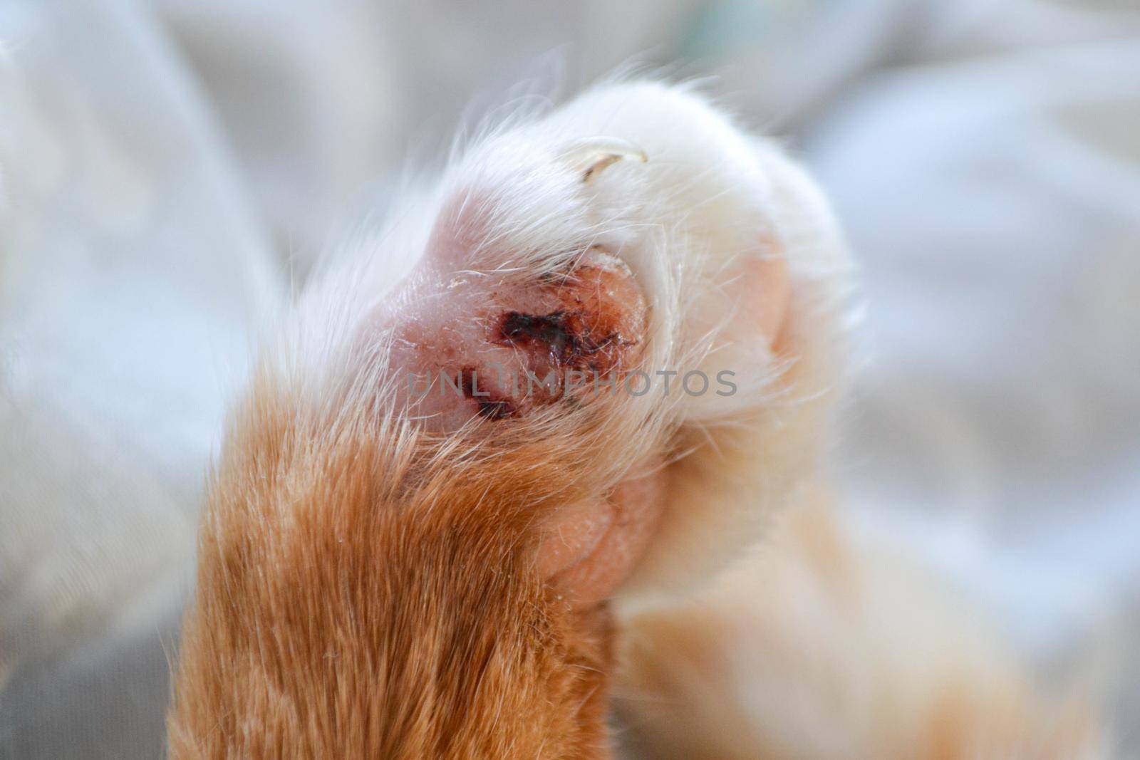 Cat's feet are wounds by milastokerpro