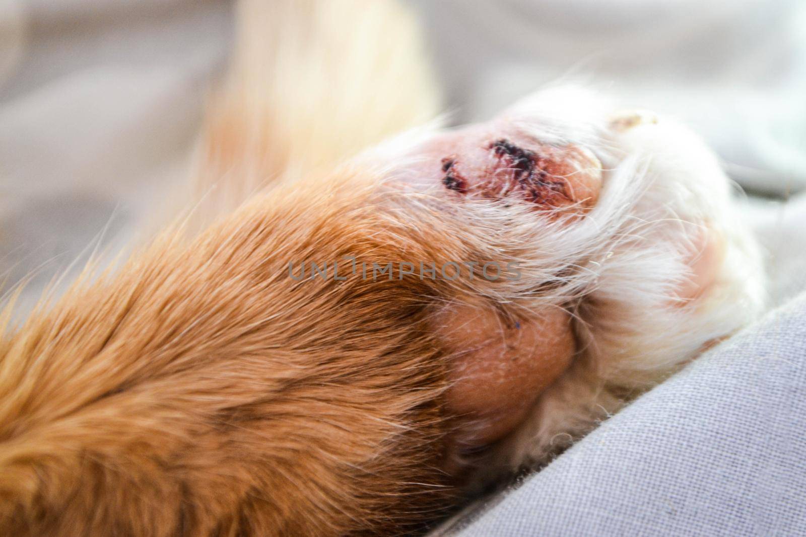 Paw of a sick bright orange cat. Cat's feet are wounds. High quality photo