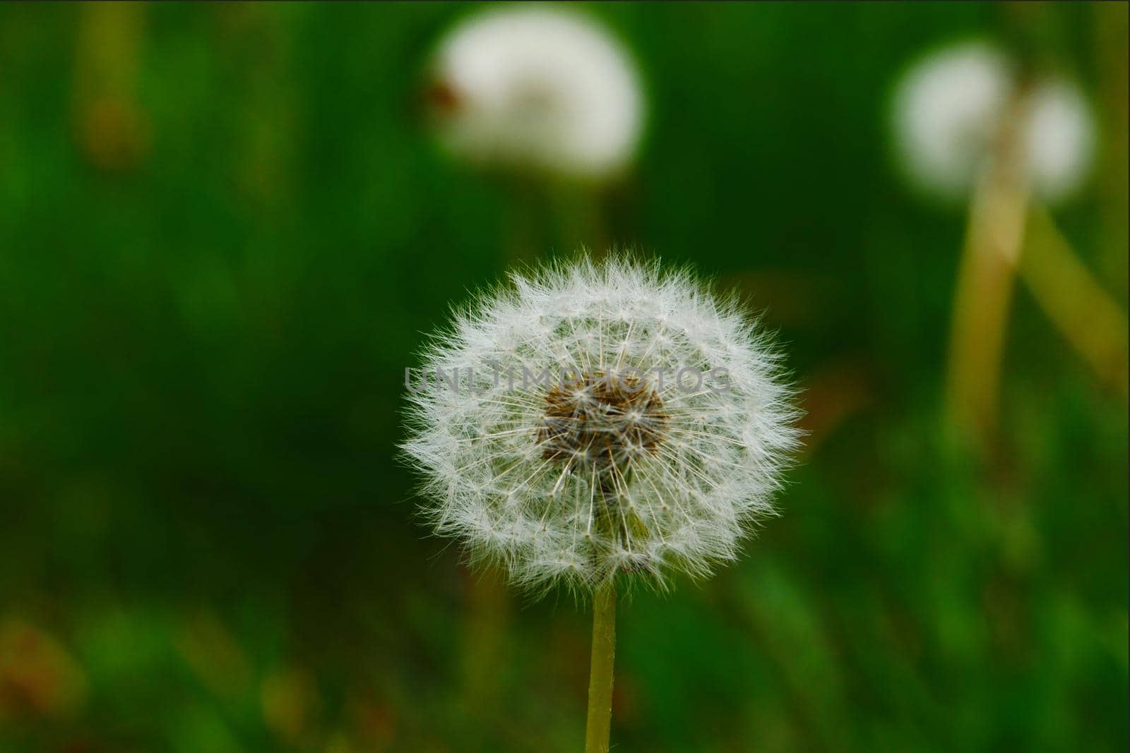 White dandelion on a background of green grass. by gelog67