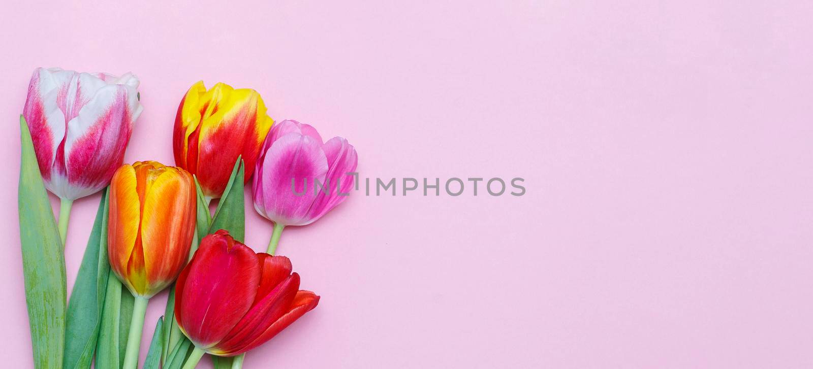 Bouquet of colorful tulip spring flowers of pink background with blank copy space by gelog67