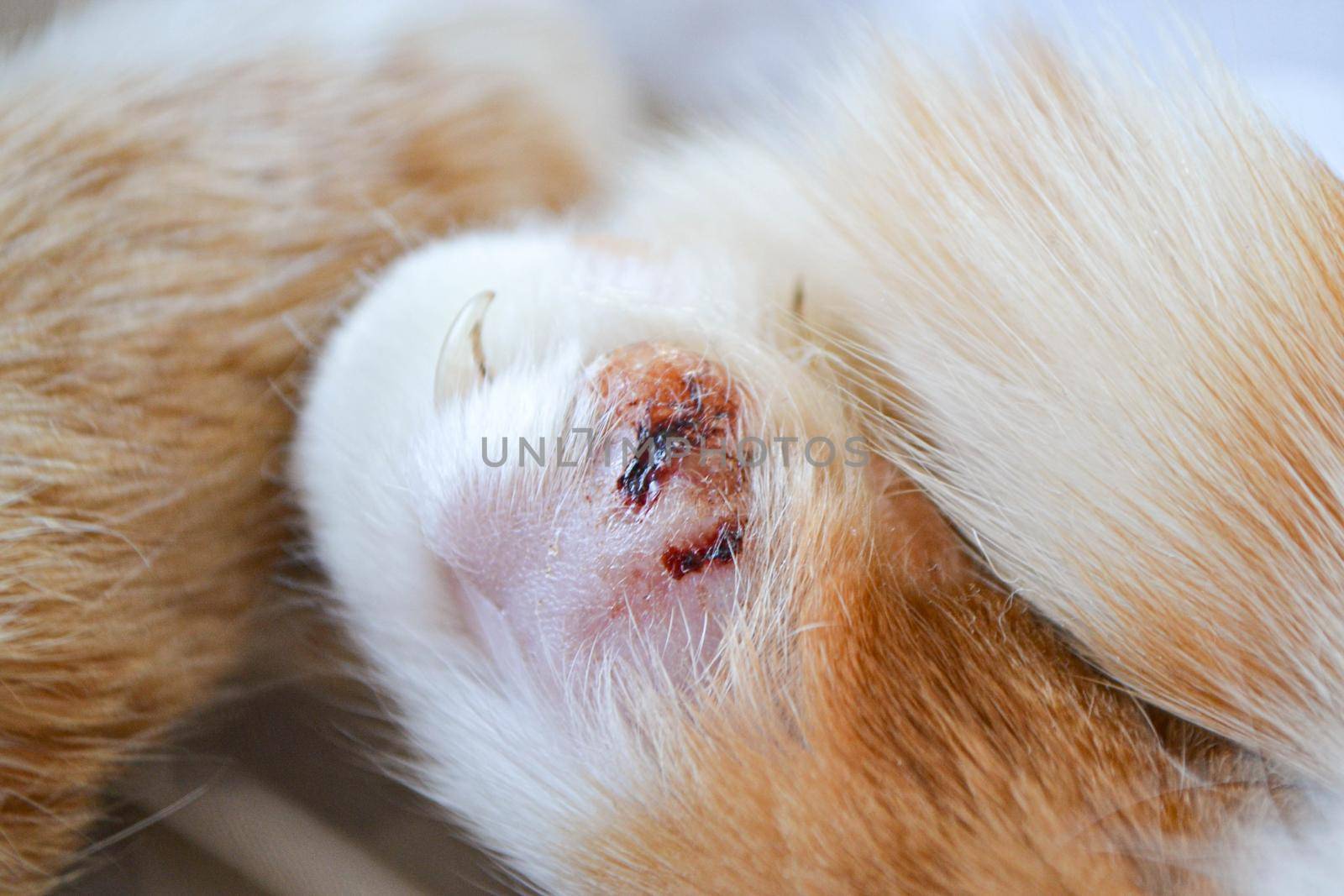 Paw of a sick bright orange cat. Cat's feet are wounds. High quality photo
