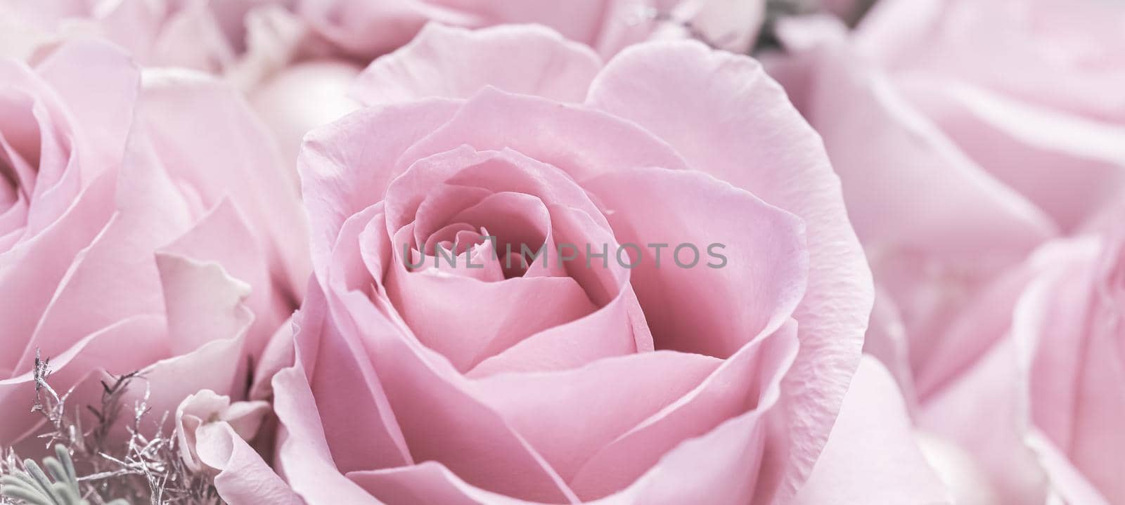 Pale pink roses. Macro flowers background for holiday brand design