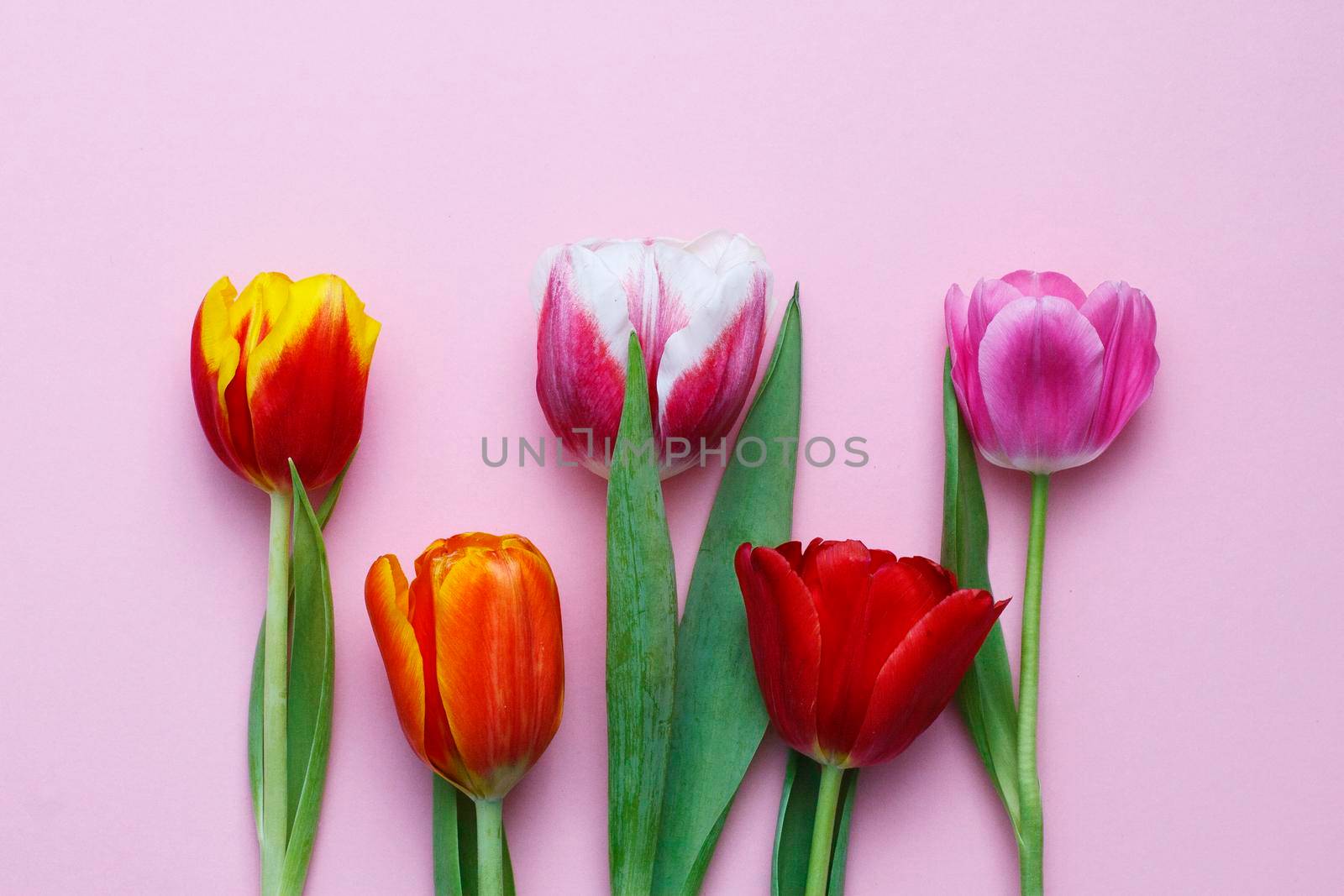 Five multi-colored beautiful tulips on a pink background. by gelog67