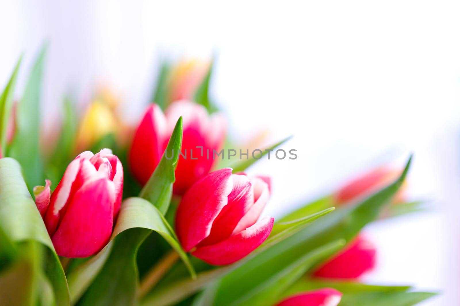 Lovely tulips bunch, floral border. Layout for springtime holidays. Mother day greeting card. by lifesummerlin