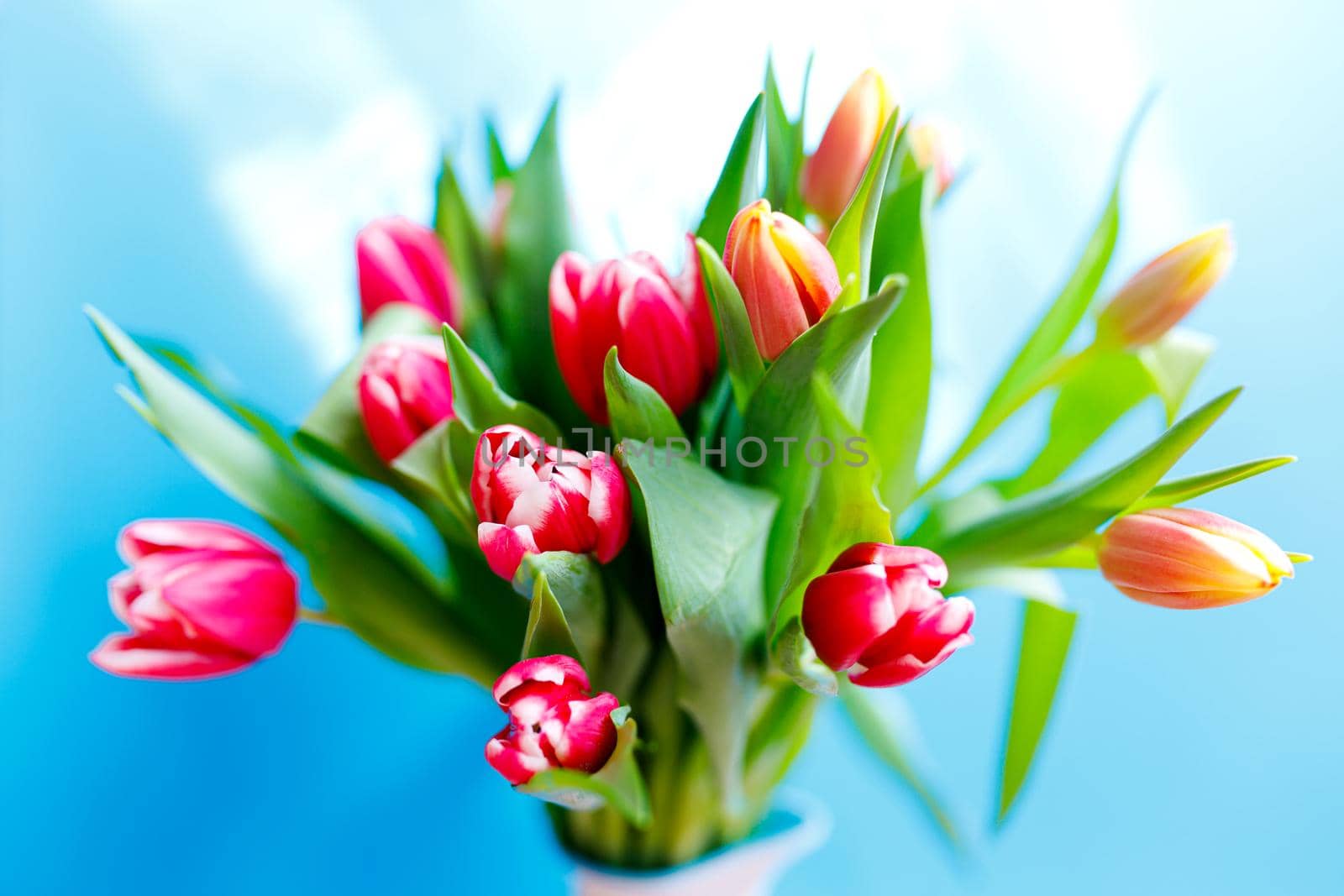 Lovely tulips bunch, floral border. Layout for springtime holidays. Mother day greeting card. by lifesummerlin