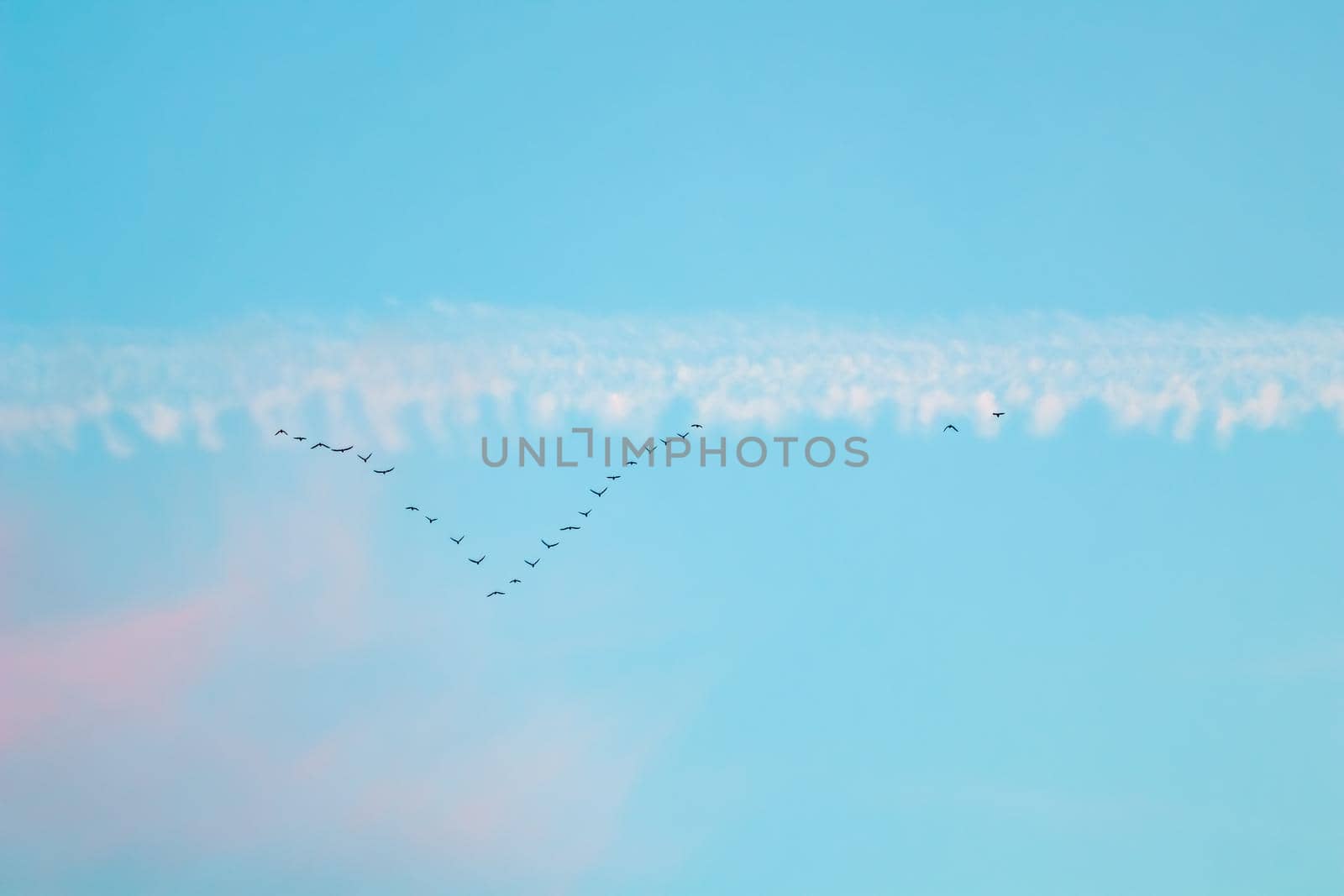 Flock of wild birds flying in a wedge against blue sky with white and pink clouds in sunset The concept of avian migratory