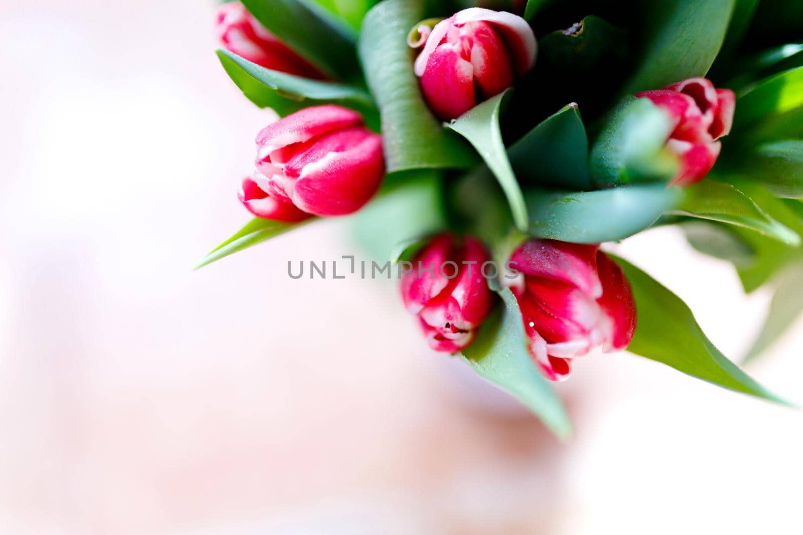 Lovely tulips bunch, floral border. Layout for springtime holidays. Mother day greeting card. Selective focus by lifesummerlin