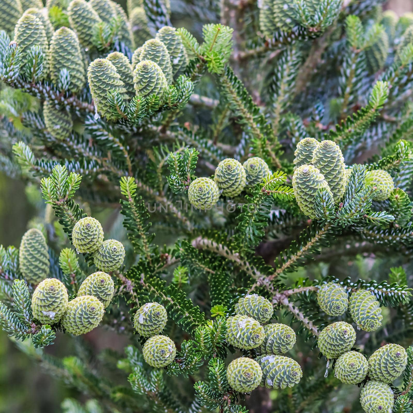 A branch of Korean fir with cones in the garden on a blurred background