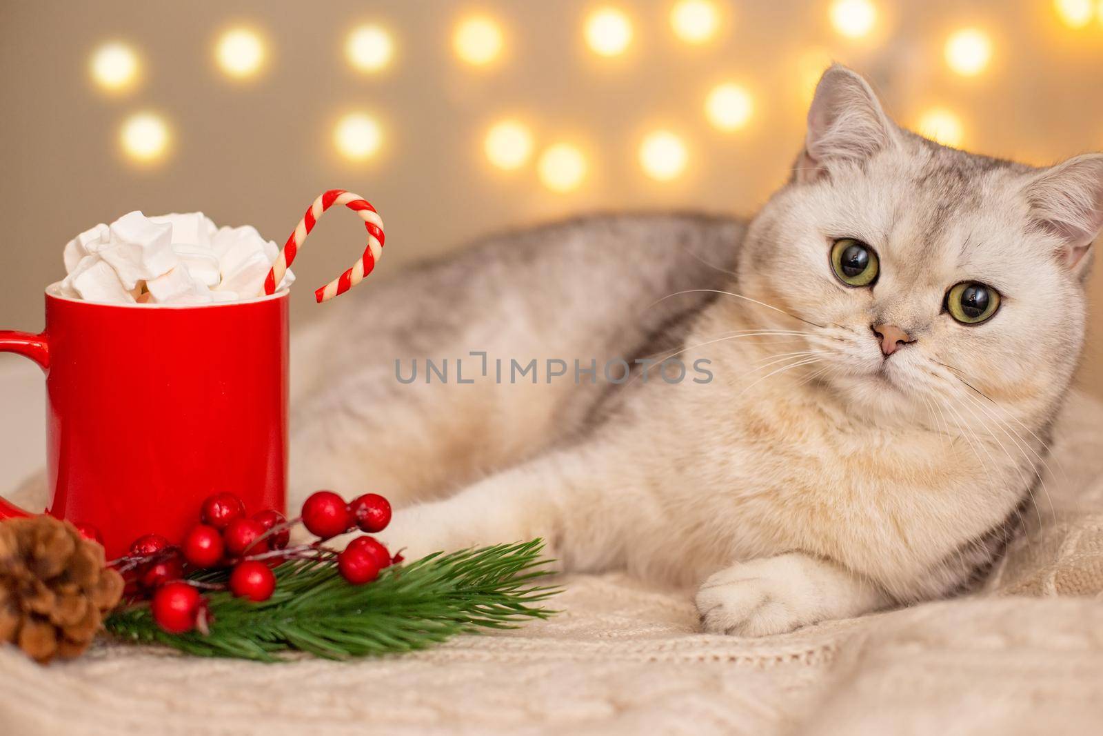 A adorable white cat lies on a white knitted blanket, next to it there is a red cup with cocoa with marshmallows and lollipop .Bright yellow bokeh garlands on the background