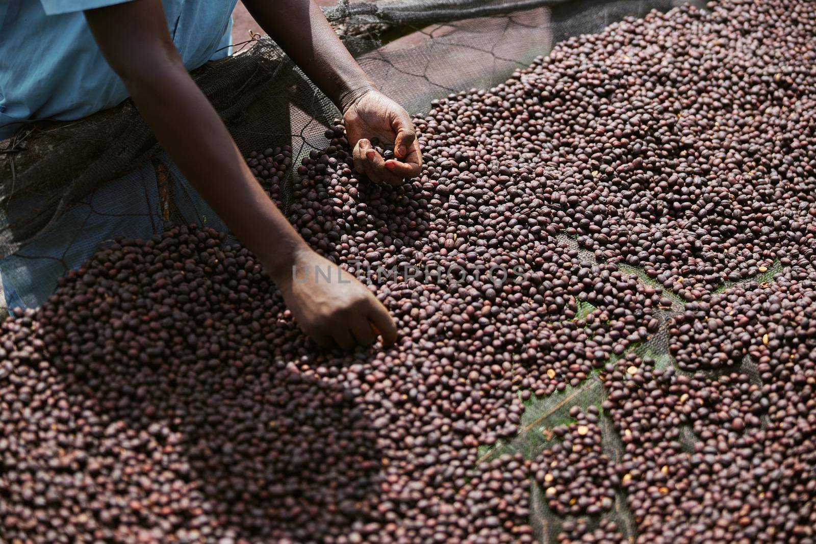 african workers are picking out fresh coffee beans at washing station