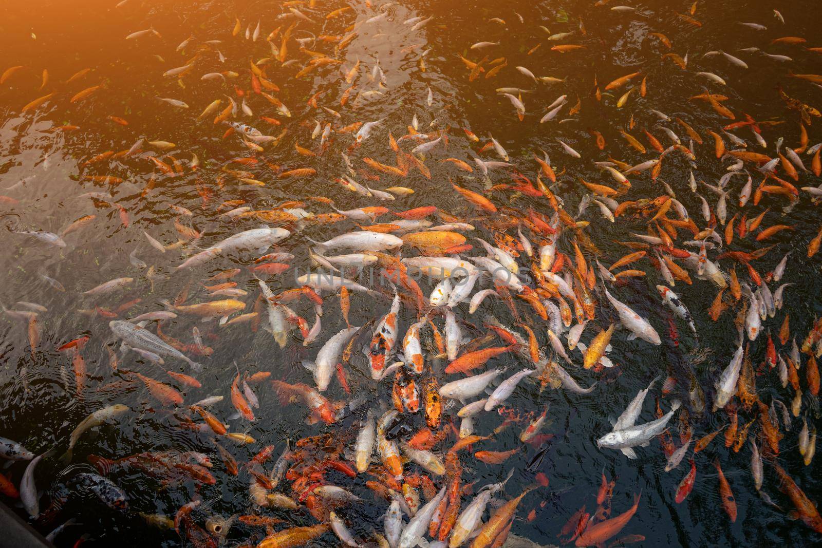 Pond with multiple numbers of Koi carp Carp fishes also know as Kohaku, Sanke, and Showa in it.