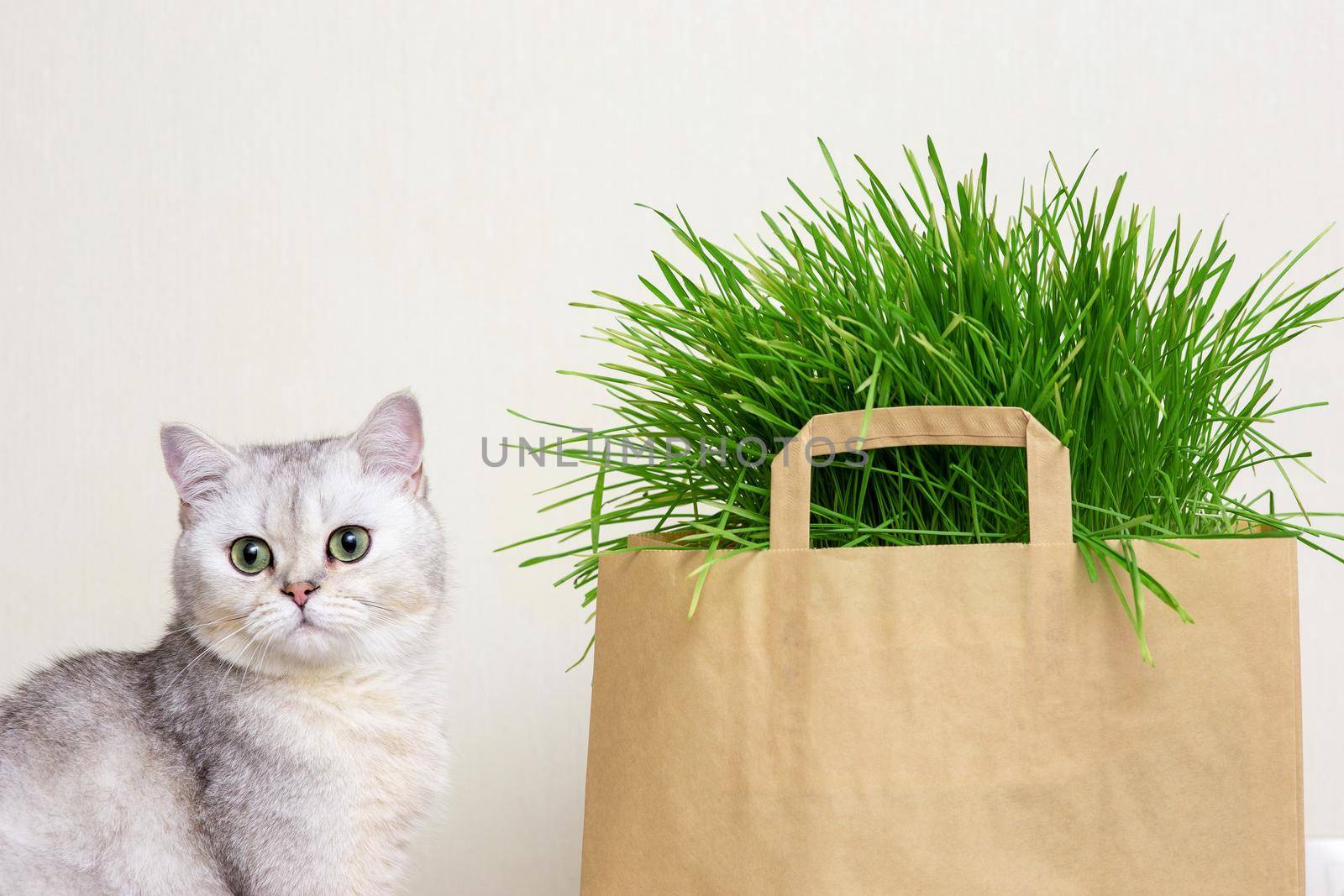 Beautiful white cat sitting next to green grass in a paper bag. Close up. Copy space. Mock up