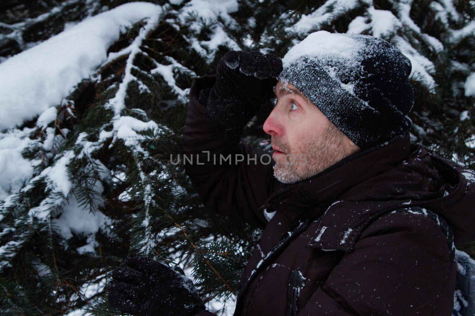 Portrait of a hiker in the woods in a snow-covered black cap near a pine tree. Portrait of a man standing in profile near a green spruce branch covered in snow.